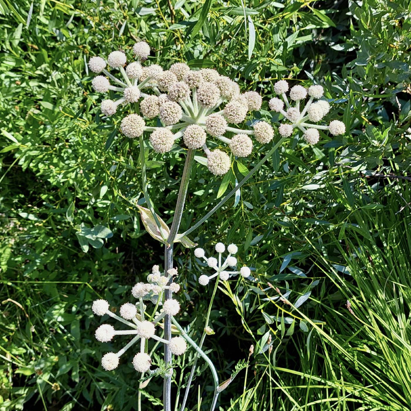 Sphenosciadium capitellatum image