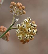 Asclepias albicans image