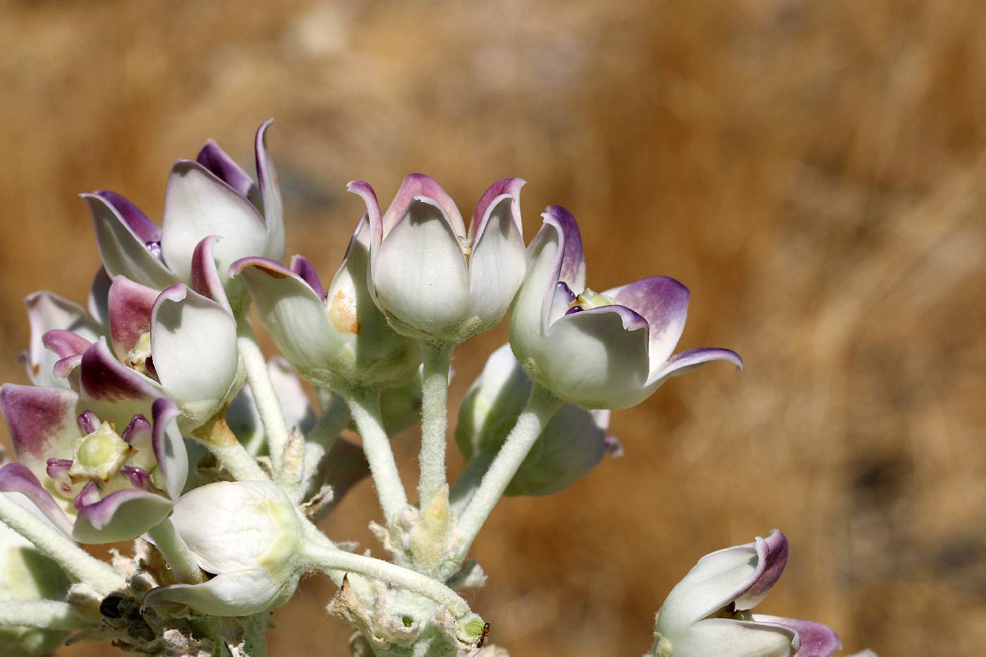 Calotropis procera image
