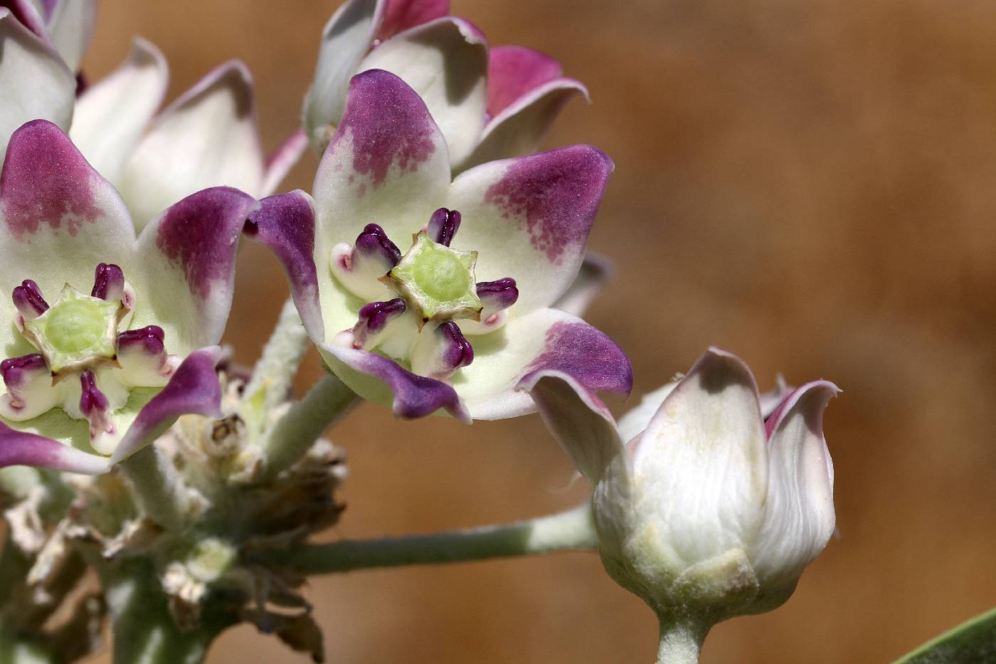 Calotropis procera image