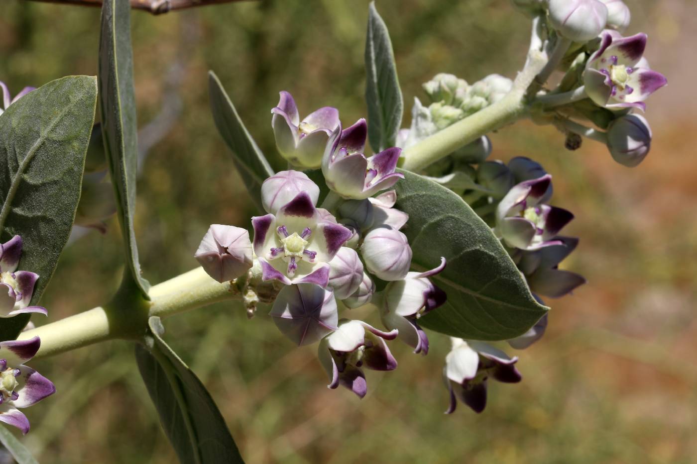 Calotropis procera image