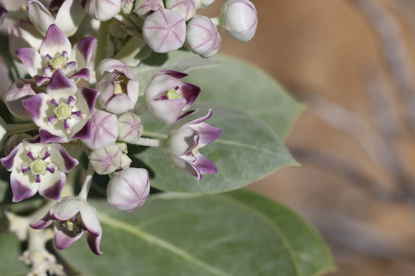 Calotropis procera image