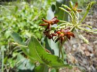 Asclepias hypoleuca image