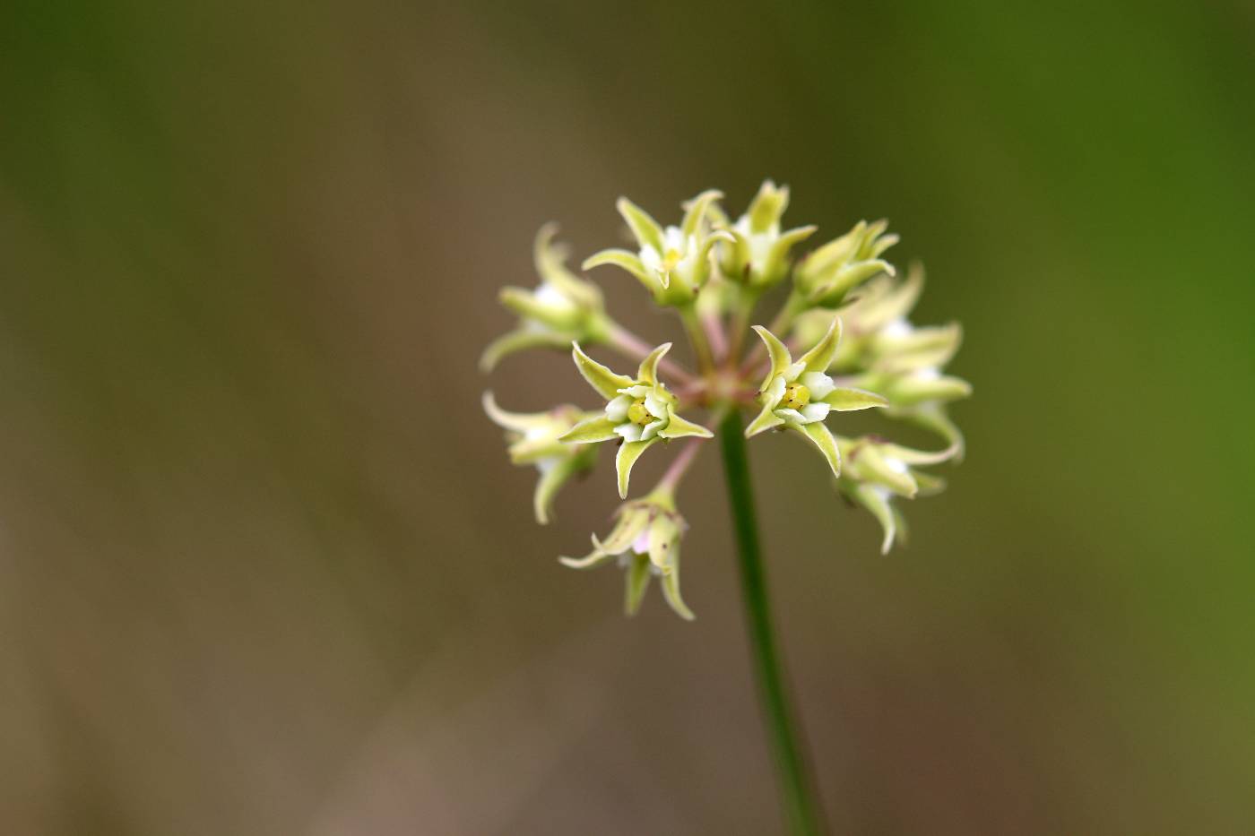 Cynanchum angustifolium image