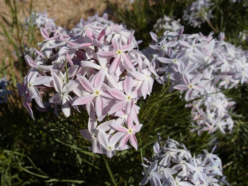 Amsonia grandiflora image