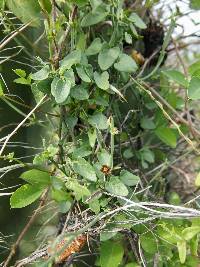 Matelea parvifolia image