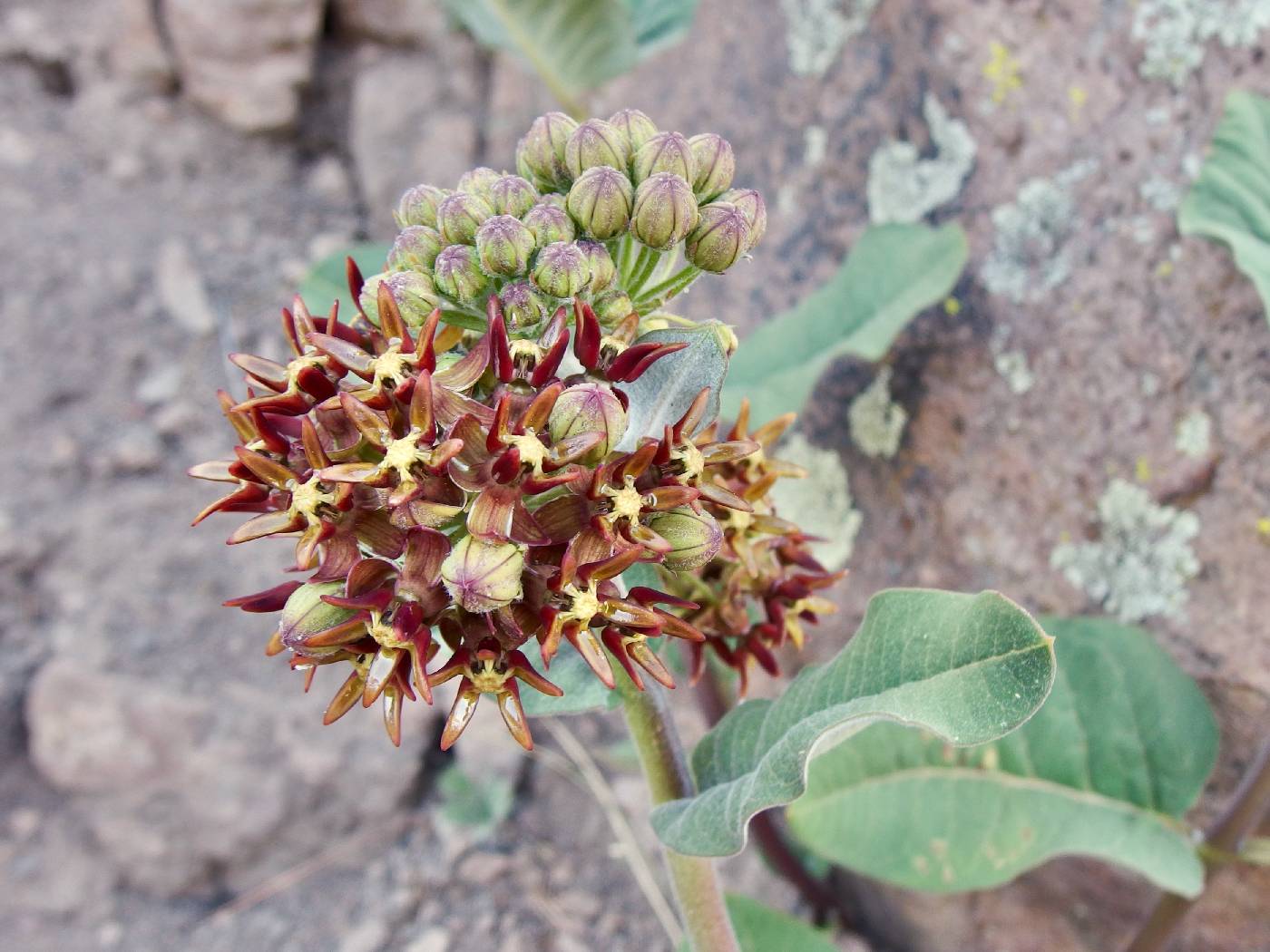 Asclepias hypoleuca image