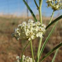 Asclepias subverticillata image