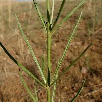 Asclepias subverticillata image