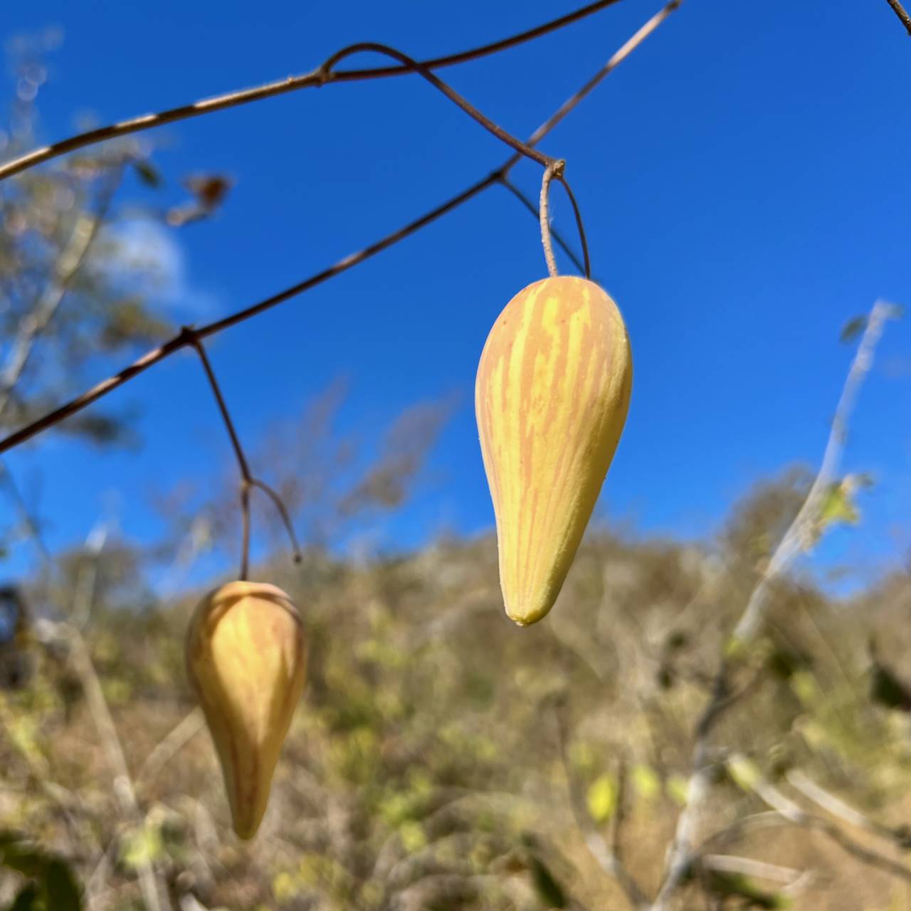 Funastrum pannosum image