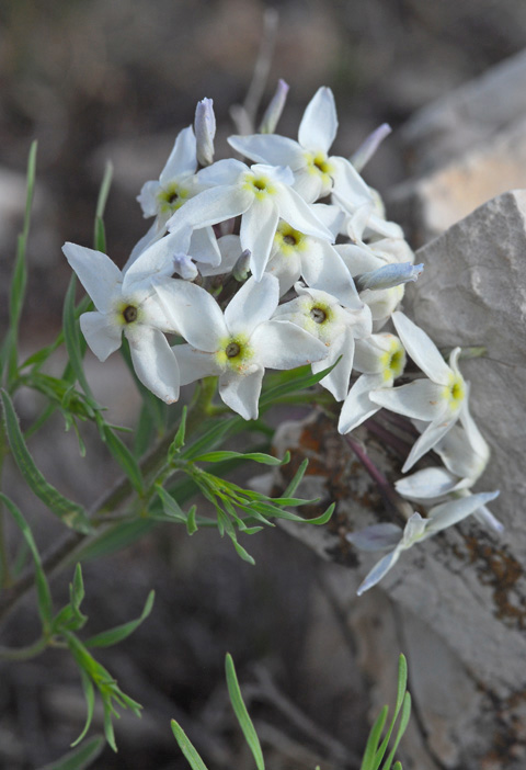 Amsonia tharpii image