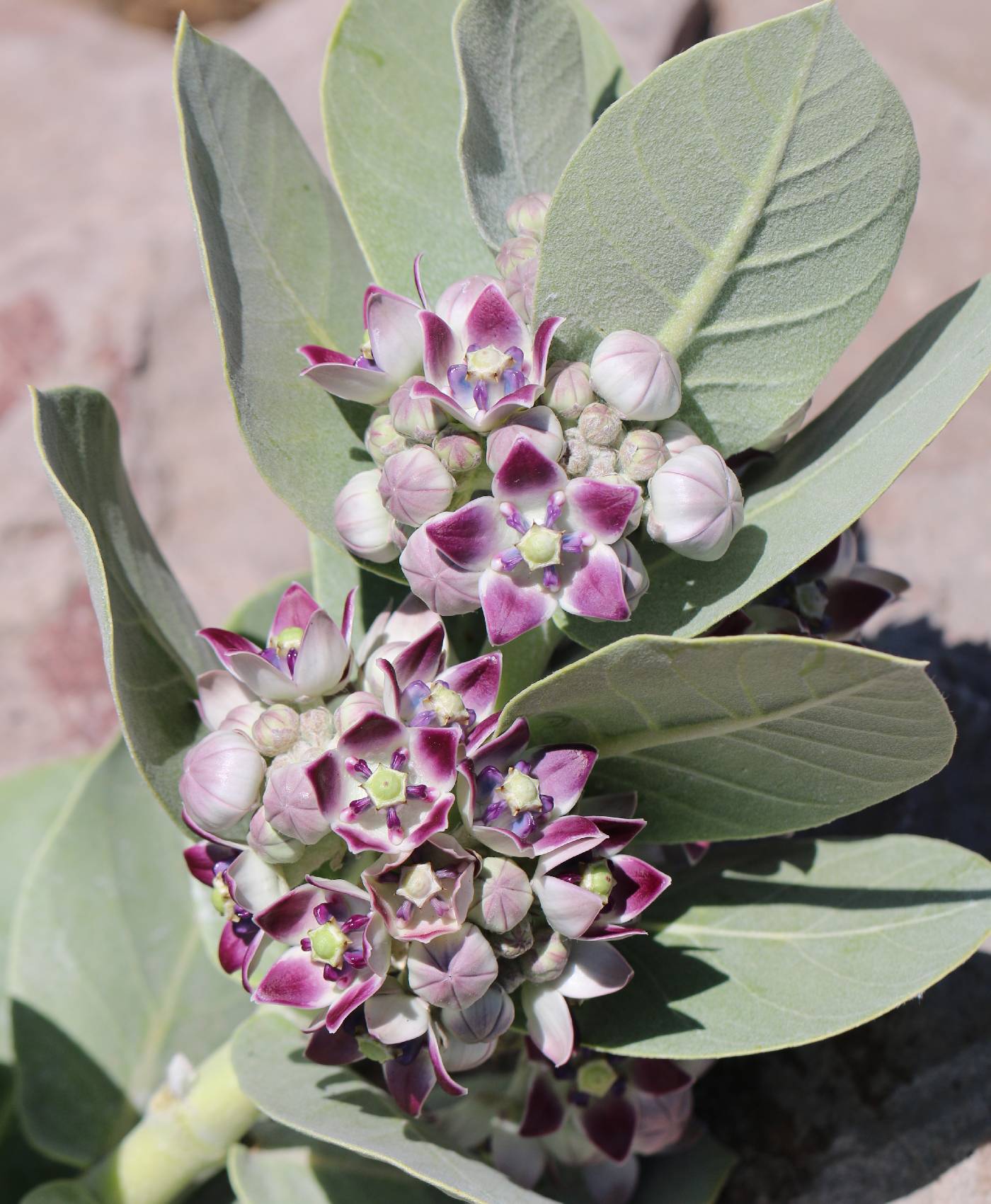 Calotropis procera image