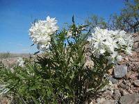 Amsonia fugatei image