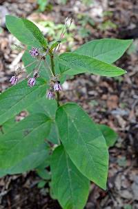 Asclepias jorgeana image