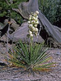 Yucca baileyi var. baileyi image