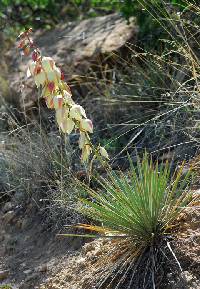 Image of Yucca neomexicana