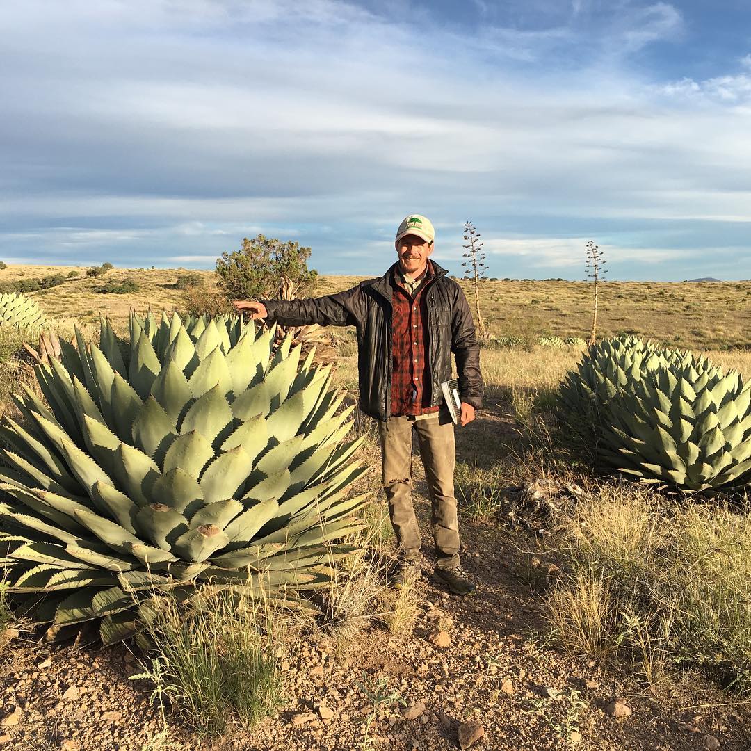 Agave parryi var. huachucensis image