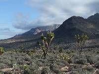 Yucca jaegeriana image