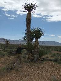 Yucca schidigera image