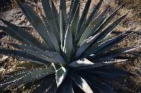 Agave yavapaiensis image