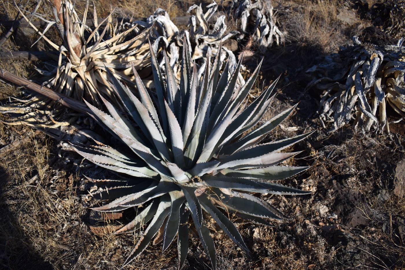 Agave yavapaiensis image