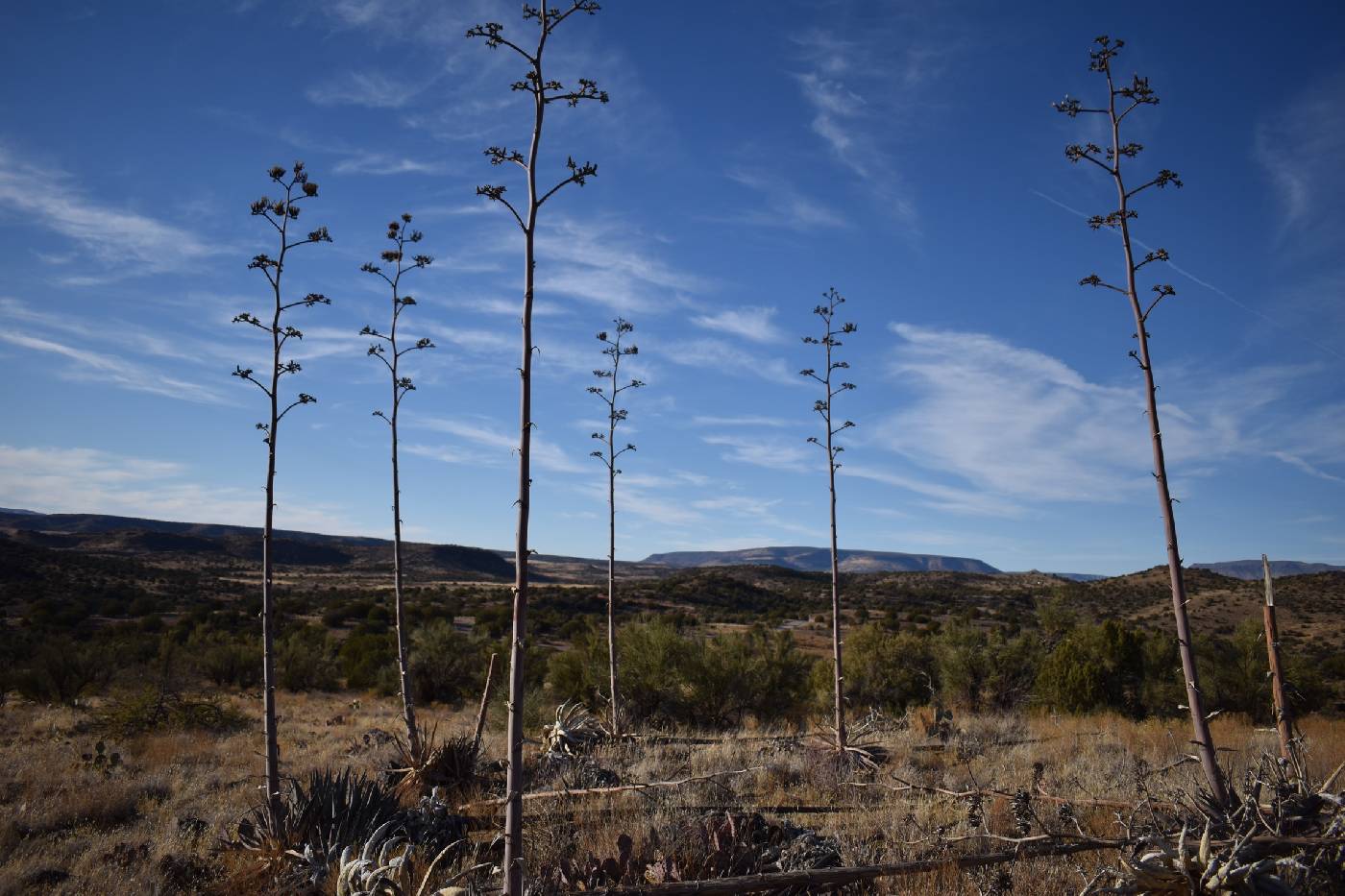 Agave yavapaiensis image