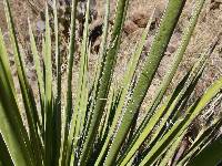 Image of Yucca arizonica