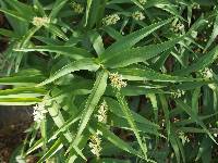 Maianthemum stellatum image