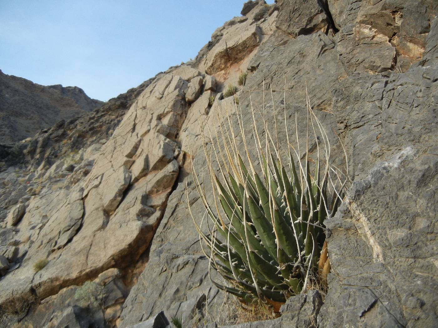 Agave utahensis var. eborispina image