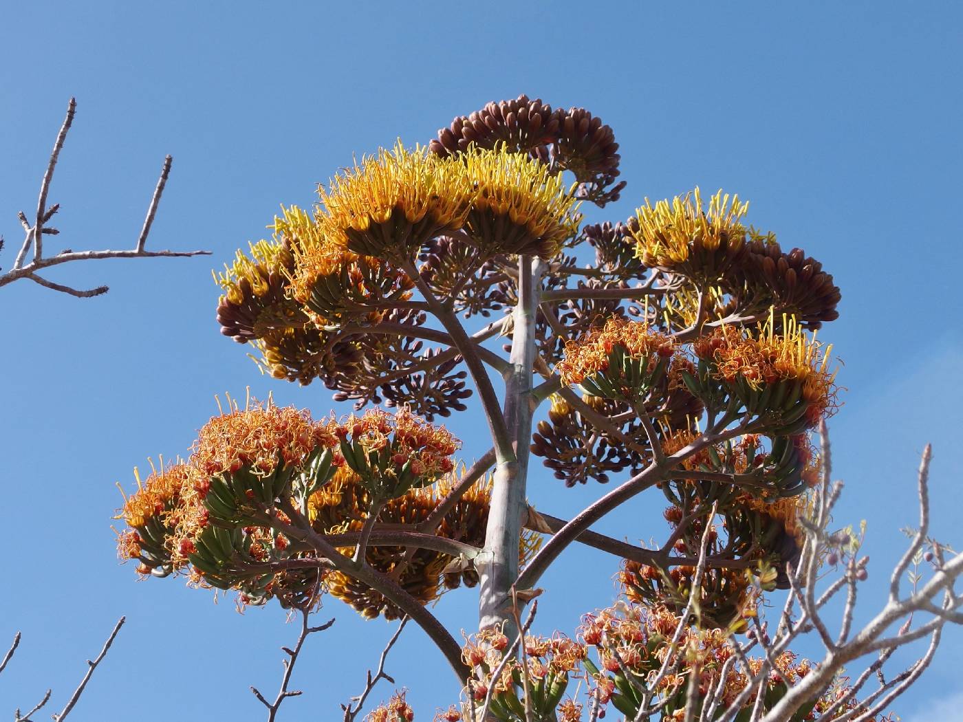 Agave aurea image