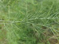 Asparagus officinalis image