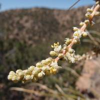 Nolina microcarpa image