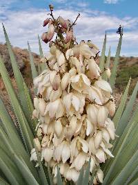 Yucca madrensis image