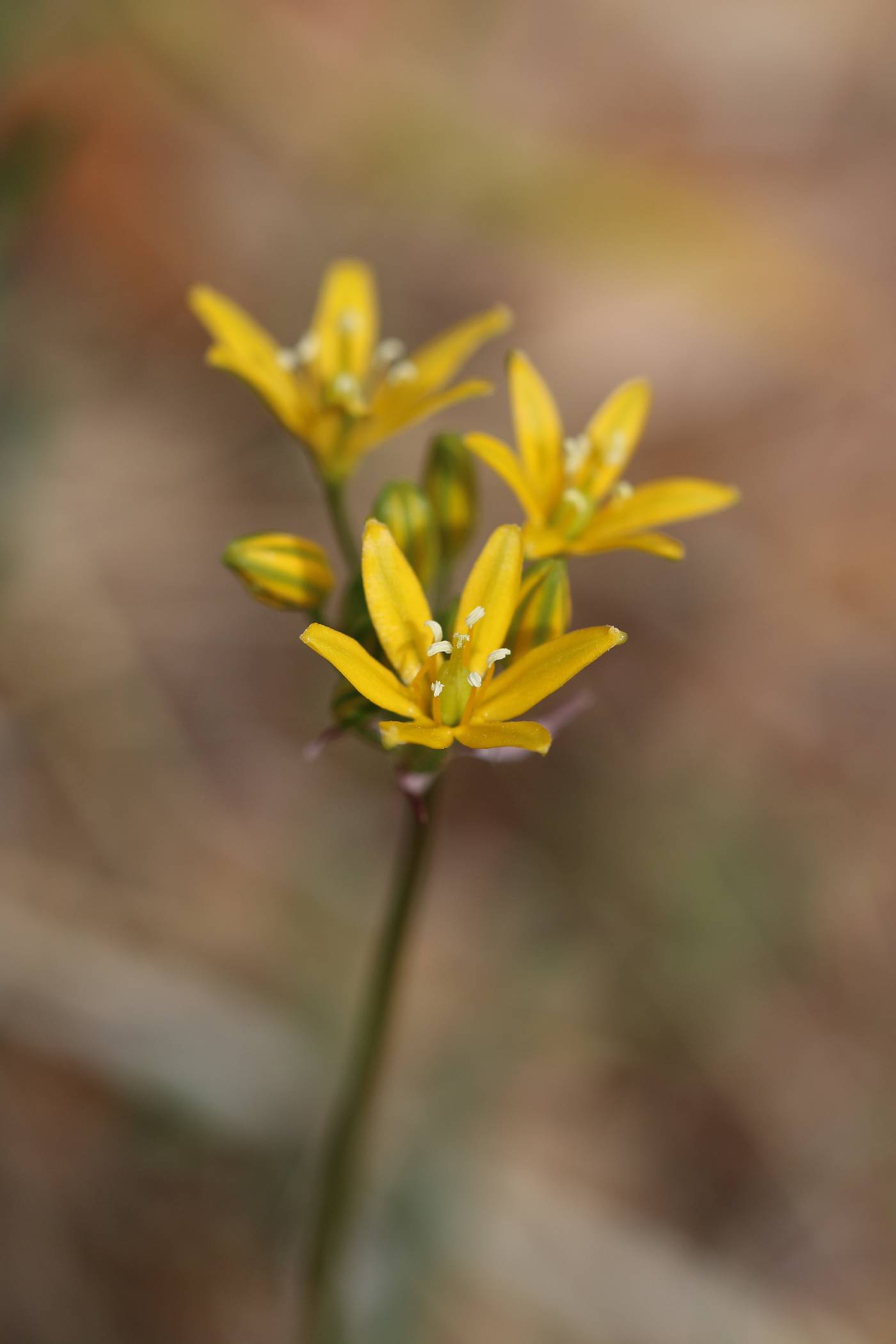 Triteleia lemmoniae image