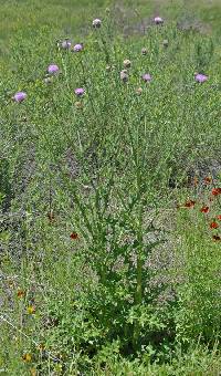 Cirsium texanum image