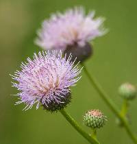 Image of Cirsium wrightii