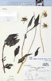 Helianthus paradoxus subsp. cuatrocienegensis image