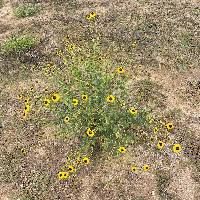 Encelia halimifolia image