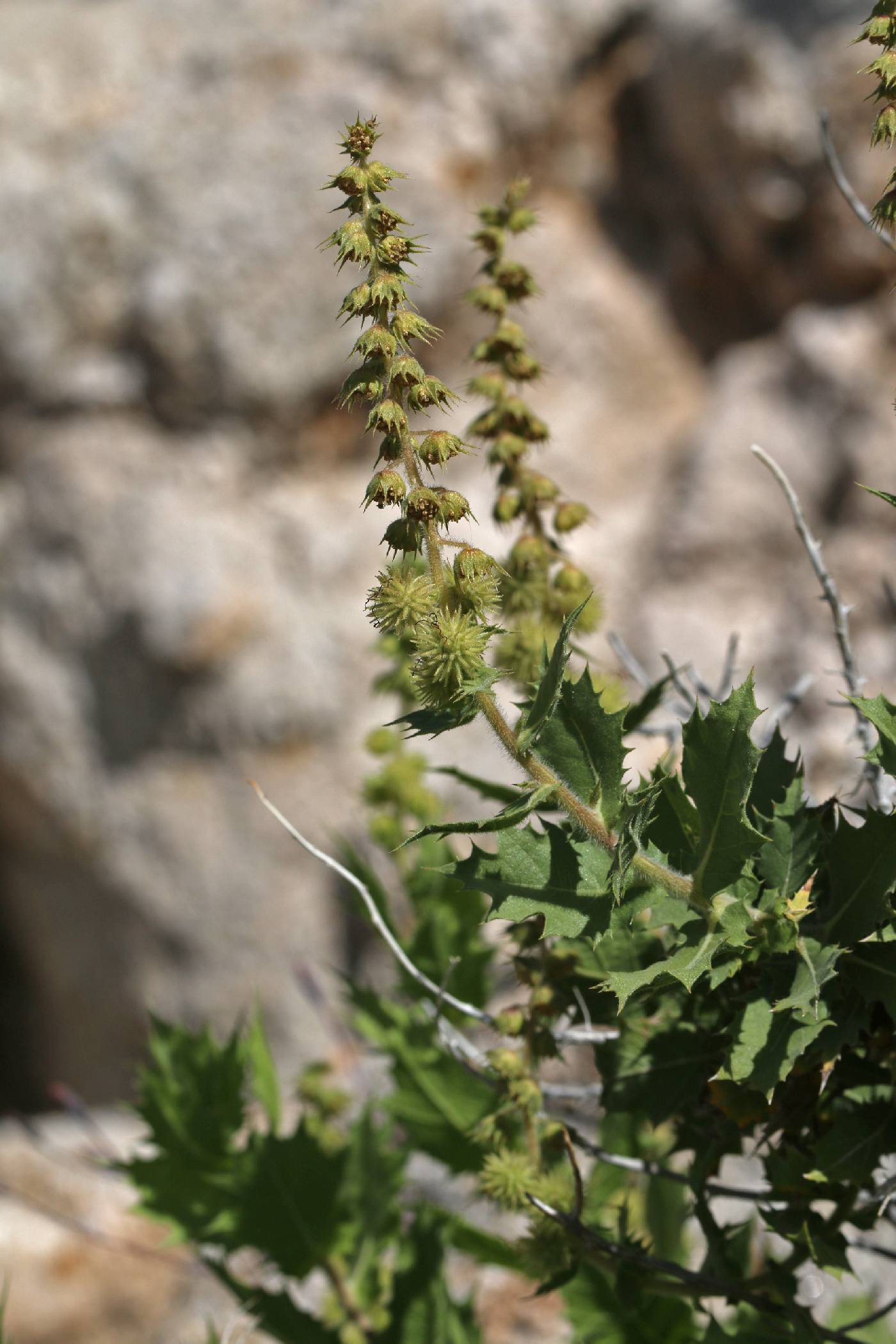 Ambrosia ilicifolia image