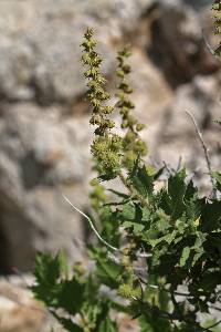 Image of Ambrosia ilicifolia