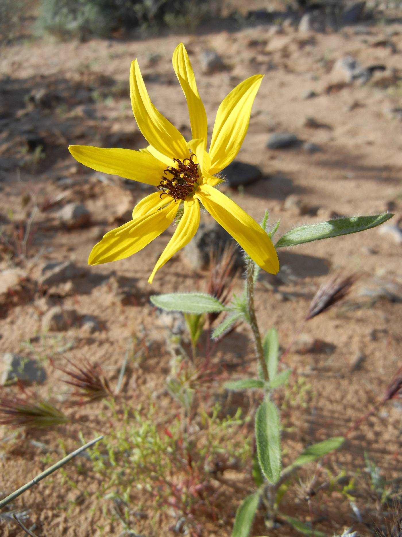 Helianthus deserticola image