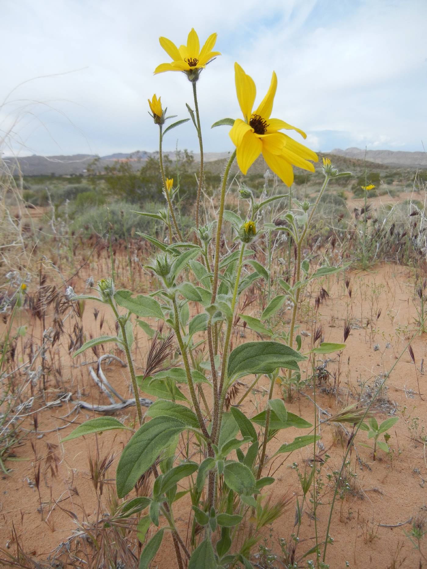 Helianthus deserticola image