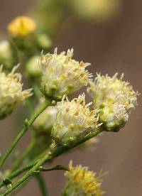 Acamptopappus sphaerocephalus image