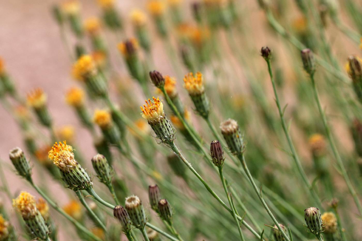 Adenophyllum porophylloides image