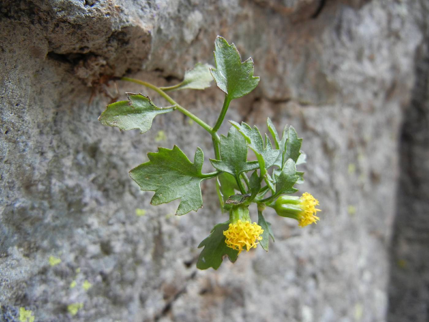 Perityle cochisensis image