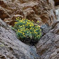 Ericameria cuneata var. spathulata image