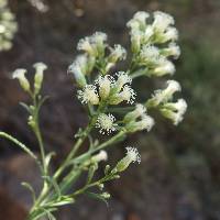 Image of Baccharis thesioides