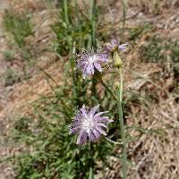 Lactuca graminifolia image