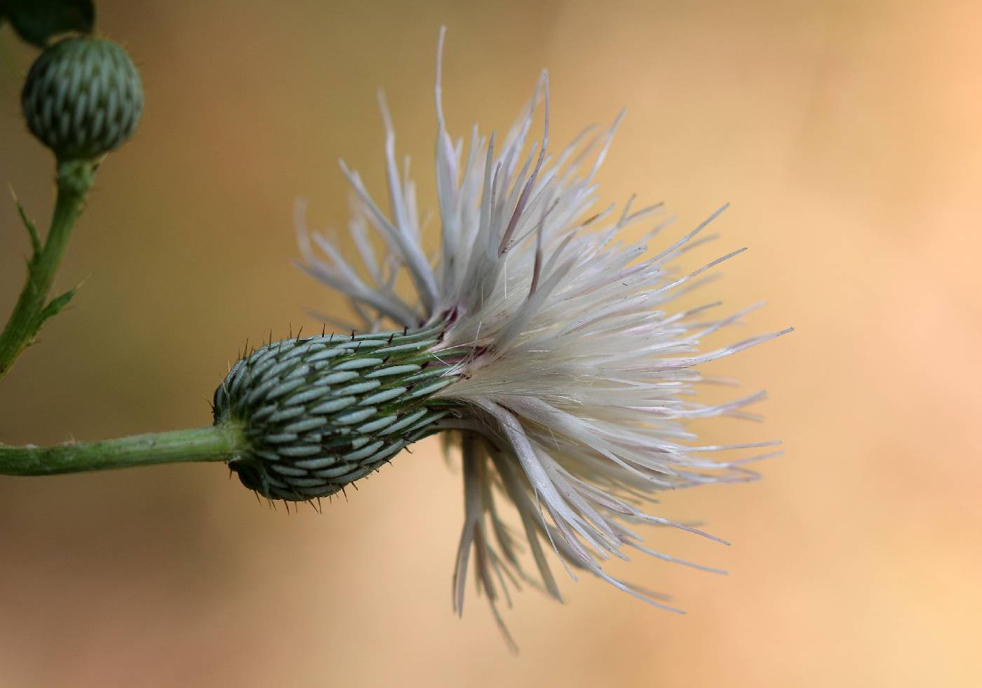 Cirsium nuttallii image