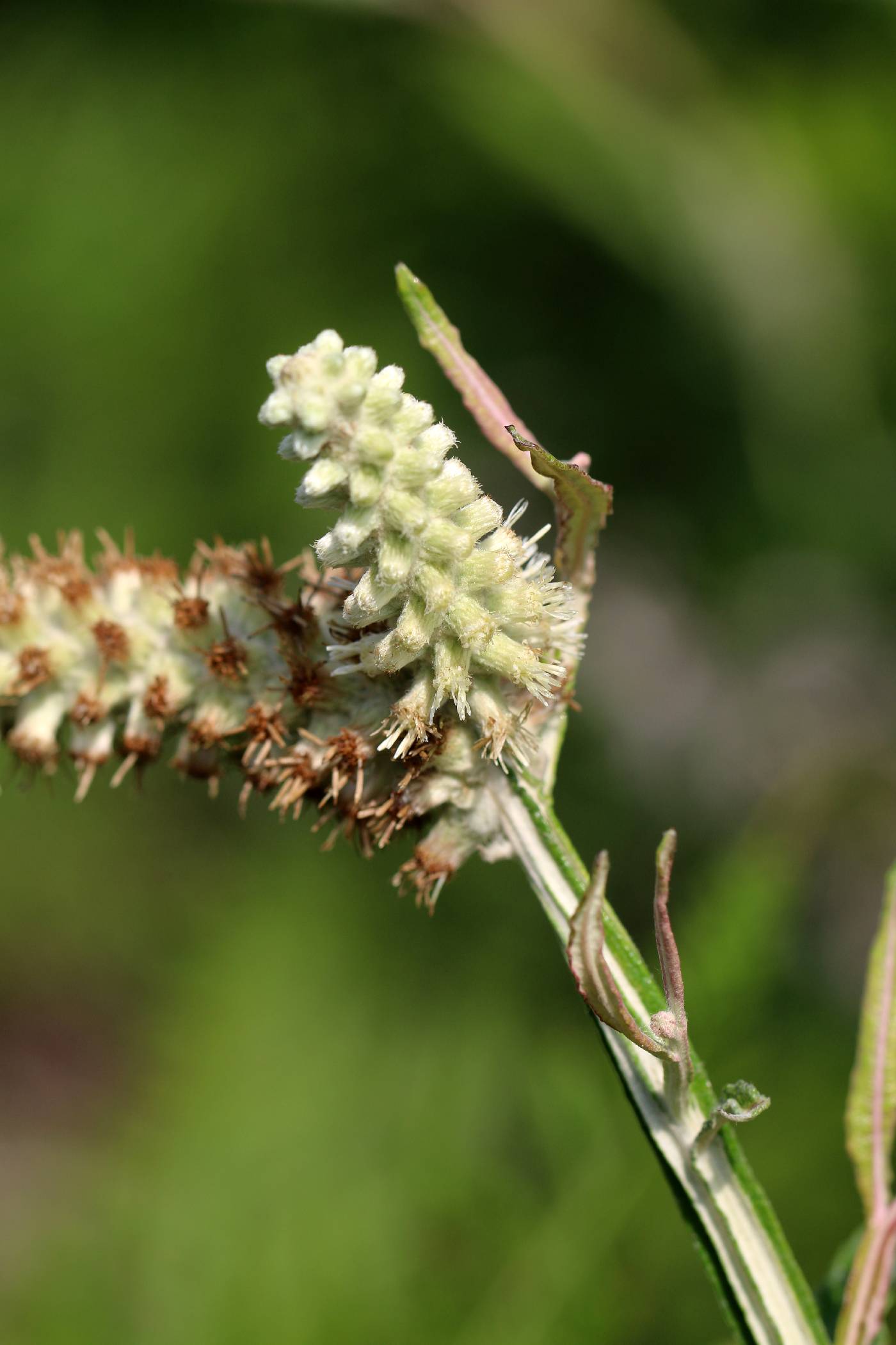 Pterocaulon pycnostachyum image